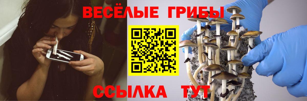 Псилоцибиновые грибы Psilocybe Горно-Алтайск